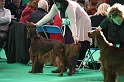 Crufts2011 670